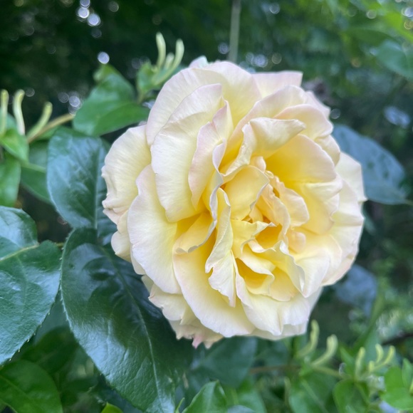 Meet your Posher, Bonnie - Picture 2 of 3